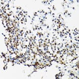 Immunohistochemistry - Anti-SC35 Antibody (A11667) - Antibodies.com