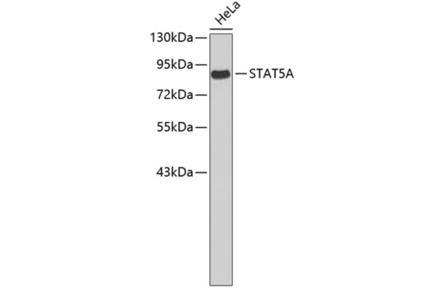 Western Blot - Anti-STAT5A Antibody (A3638) - Antibodies.com
