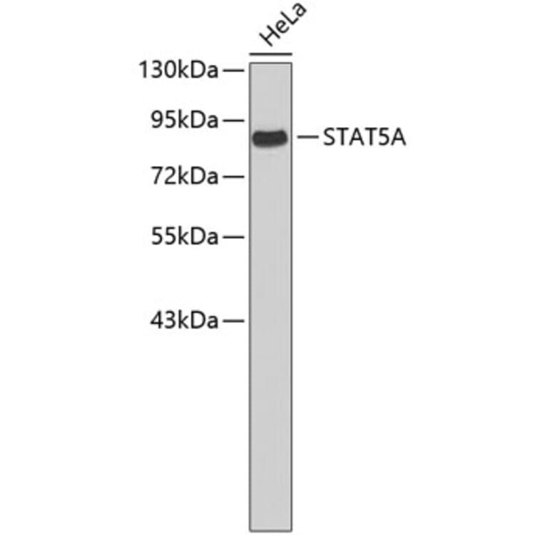Western Blot - Anti-STAT5A Antibody (A3638) - Antibodies.com