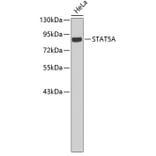 Western Blot - Anti-STAT5A Antibody (A3638) - Antibodies.com