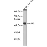Western Blot - Anti-ARR3 Antibody (A3743) - Antibodies.com