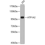 Western Blot - Anti-ATP1A2 Antibody (A3747) - Antibodies.com