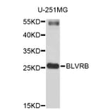 Western Blot - Anti-BLVRB Antibody (A3766) - Antibodies.com