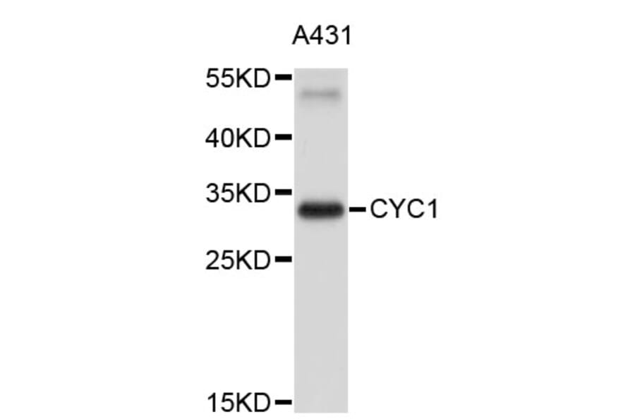 Western Blot - Anti-CYC1 Antibody (A3820) - Antibodies.com