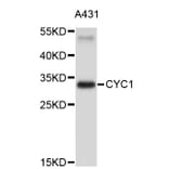 Western Blot - Anti-CYC1 Antibody (A3820) - Antibodies.com