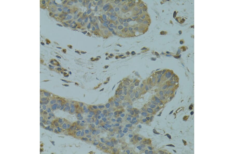 Immunohistochemistry - Anti-DGKQ Antibody (A3825) - Antibodies.com