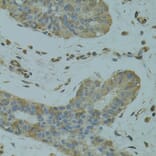 Immunohistochemistry - Anti-DGKQ Antibody (A3825) - Antibodies.com