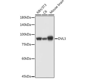 Western Blot - Anti-Dishevelled 3 Antibody (A11691) - Antibodies.com
