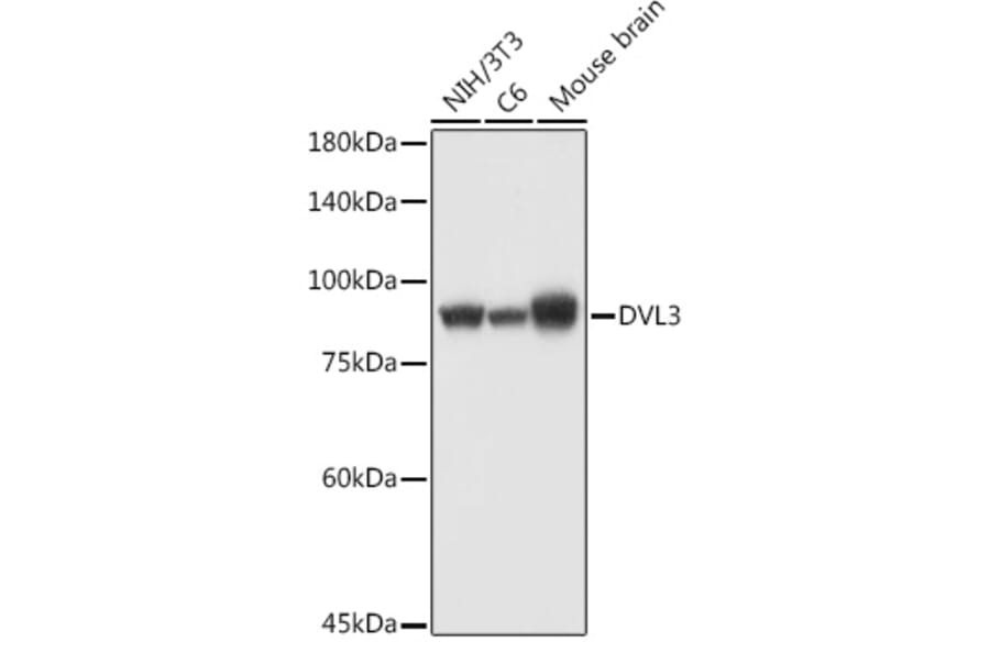Western Blot - Anti-Dishevelled 3 Antibody (A11691) - Antibodies.com