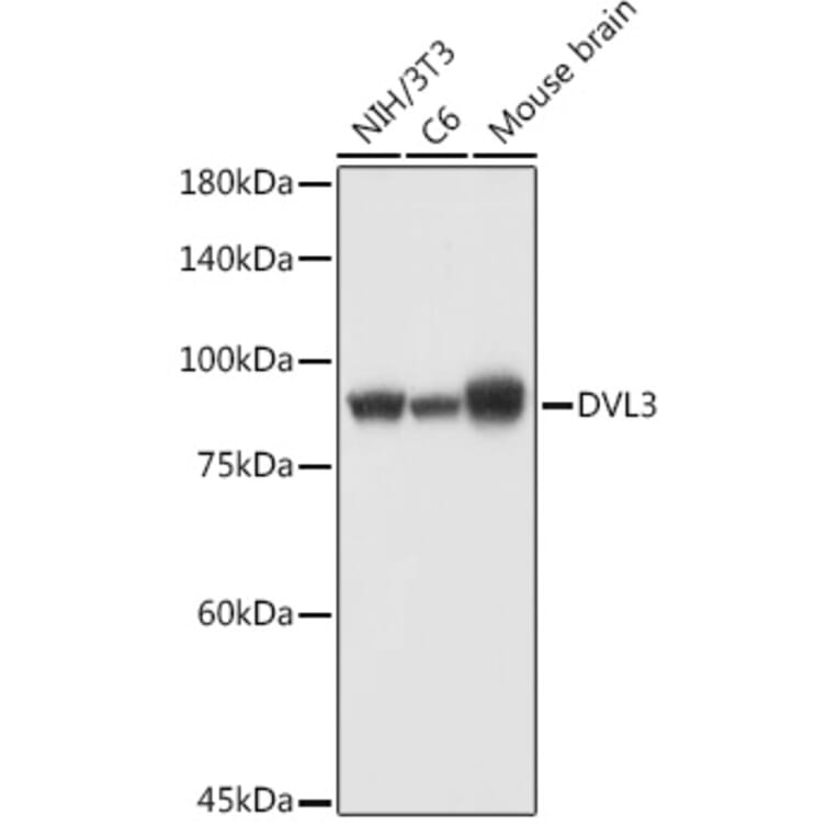 Western Blot - Anti-Dishevelled 3 Antibody (A11691) - Antibodies.com