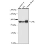 Western Blot - Anti-Dishevelled 3 Antibody (A11691) - Antibodies.com