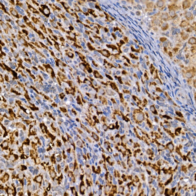 Immunohistochemistry - Anti-Dishevelled 3 Antibody (A11691) - Antibodies.com