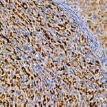 Immunohistochemistry - Anti-Dishevelled 3 Antibody (A11691) - Antibodies.com