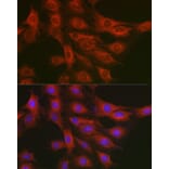 Immunofluorescence - Anti-GART Antibody (A11693) - Antibodies.com
