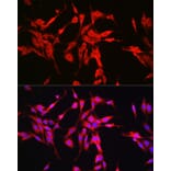 Immunofluorescence - Anti-Glutaminase Antibody (A11694) - Antibodies.com