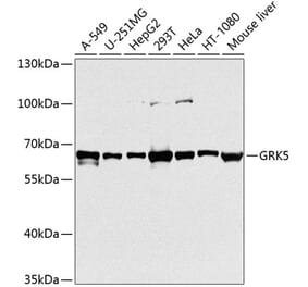 Western Blot - Anti-GRK5 Antibody (A11696) - Antibodies.com
