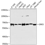 Western Blot - Anti-GRK5 Antibody (A11696) - Antibodies.com