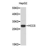 Western Blot - Anti-HCCS Antibody (A3911) - Antibodies.com