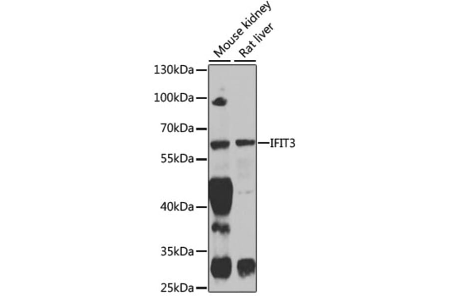 Western Blot - Anti-IFIT3/P60 Antibody (A11699) - Antibodies.com
