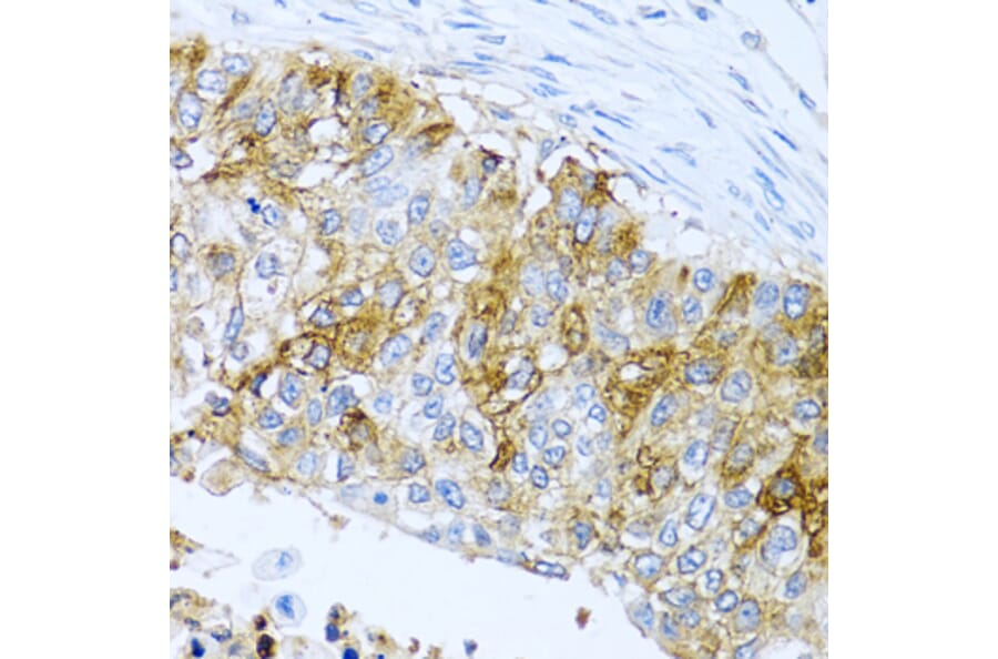 Immunohistochemistry - Anti-IFIT3/P60 Antibody (A11699) - Antibodies.com
