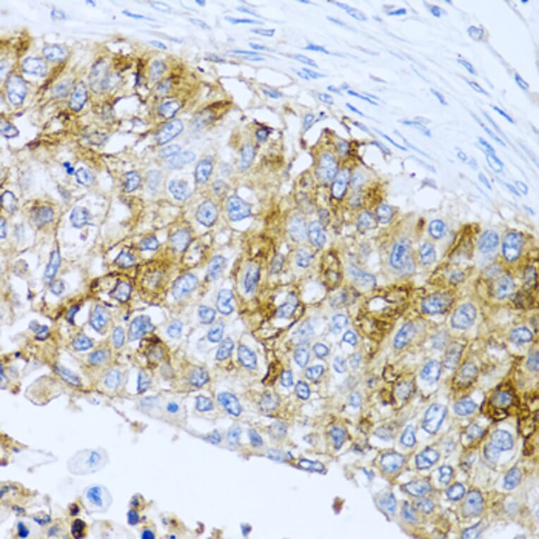 Immunohistochemistry - Anti-IFIT3/P60 Antibody (A11699) - Antibodies.com