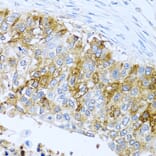 Immunohistochemistry - Anti-IFIT3/P60 Antibody (A11699) - Antibodies.com