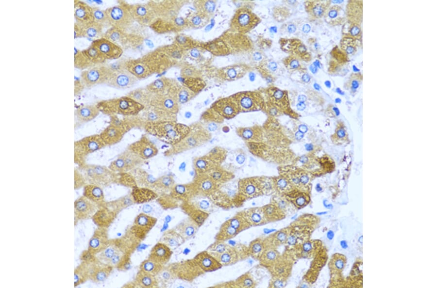 Immunohistochemistry - Anti-IFIT3/P60 Antibody (A11699) - Antibodies.com