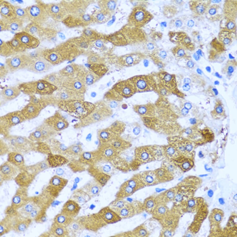 Immunohistochemistry - Anti-IFIT3/P60 Antibody (A11699) - Antibodies.com
