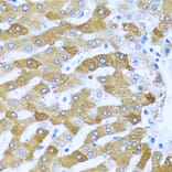 Immunohistochemistry - Anti-IFIT3/P60 Antibody (A11699) - Antibodies.com