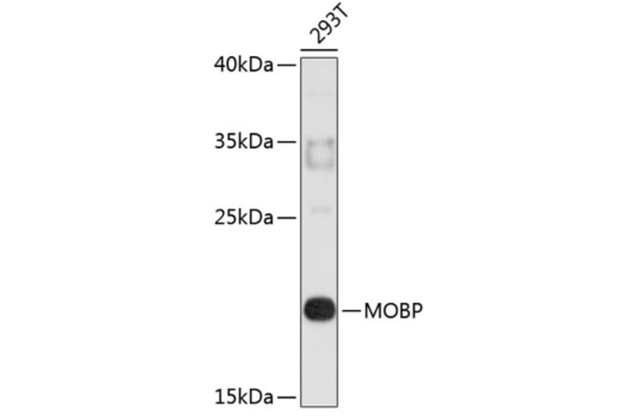 Western Blot - Anti-MOBP Antibody (A3964) - Antibodies.com