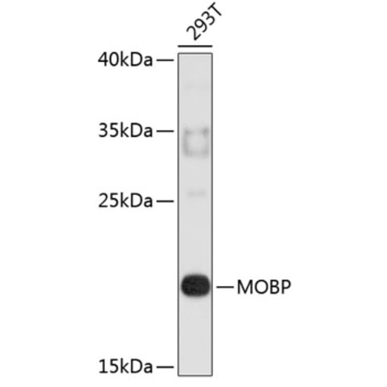 Western Blot - Anti-MOBP Antibody (A3964) - Antibodies.com