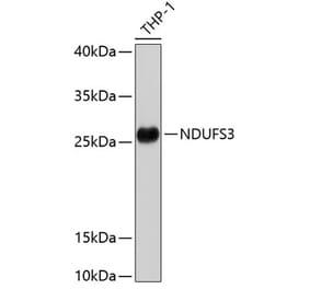 Western Blot - Anti-NDUFS3 Antibody (A11705) - Antibodies.com