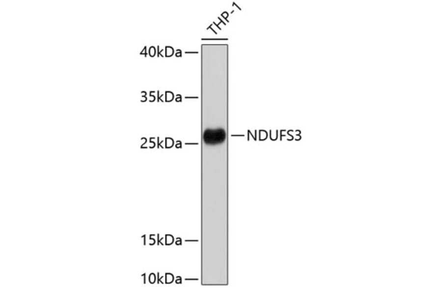 Western Blot - Anti-NDUFS3 Antibody (A11705) - Antibodies.com