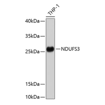 Western Blot - Anti-NDUFS3 Antibody (A11705) - Antibodies.com