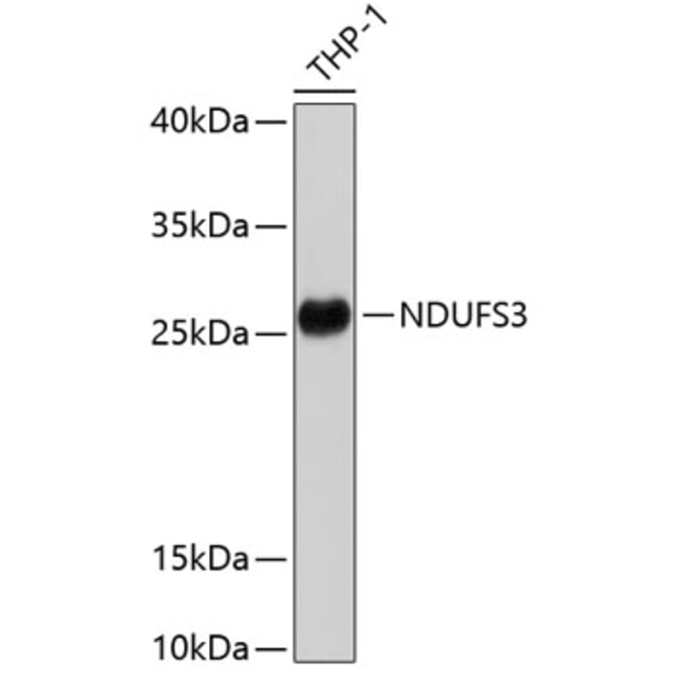 Western Blot - Anti-NDUFS3 Antibody (A11705) - Antibodies.com