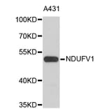 Western Blot - Anti-NDUFV1 Antibody (A3984) - Antibodies.com
