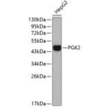 Western Blot - Anti-PGK2 Antibody (A4017) - Antibodies.com