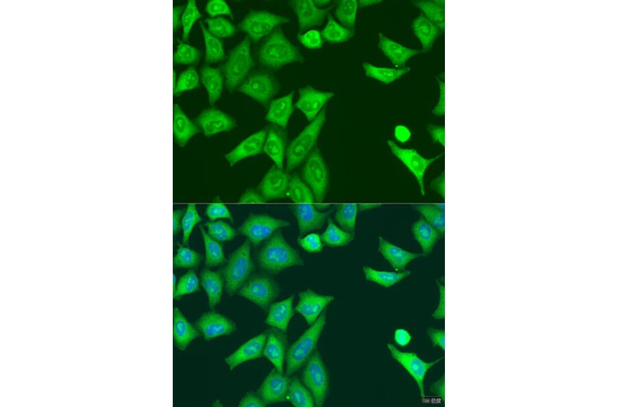 Immunofluorescence - Anti-PKR Antibody (A11716) - Antibodies.com