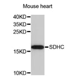 Western Blot - Anti-SDHC Antibody (A4106) - Antibodies.com