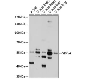 Western Blot - Anti-SRP54 Antibody (A11722) - Antibodies.com