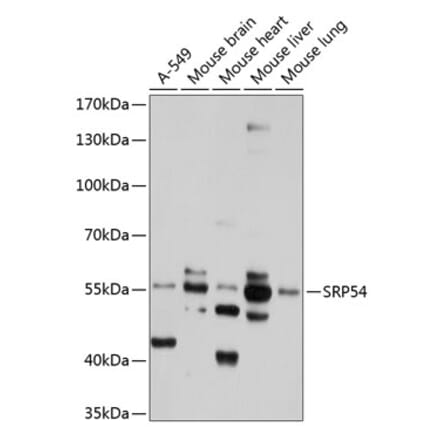 Western Blot - Anti-SRP54 Antibody (A11722) - Antibodies.com