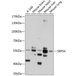 Western Blot - Anti-SRP54 Antibody (A11722) - Antibodies.com