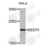 Western Blot - Anti-REEP5 Antibody (A4191) - Antibodies.com