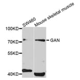 Western Blot - Anti-GAN Antibody (A4205) - Antibodies.com