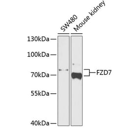 Western Blot - Anti-Frizzled 7 Antibody (A11731) - Antibodies.com
