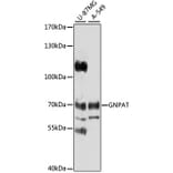 Western Blot - Anti-GNPAT Antibody (A4220) - Antibodies.com