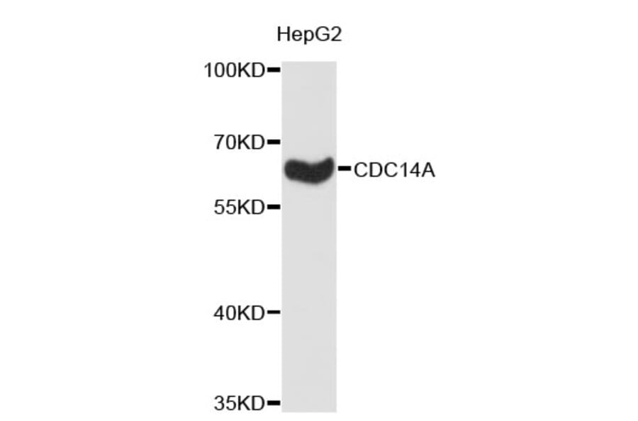 Western Blot - Anti-CDC14A Antibody (A4232) - Antibodies.com