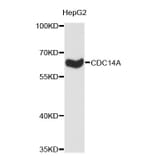 Western Blot - Anti-CDC14A Antibody (A4232) - Antibodies.com