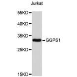 Western Blot - Anti-GGPS1 Antibody (A4300) - Antibodies.com