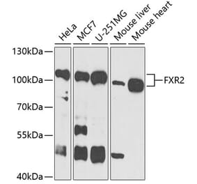 Western Blot - Anti-FXR2 Antibody (A11741) - Antibodies.com